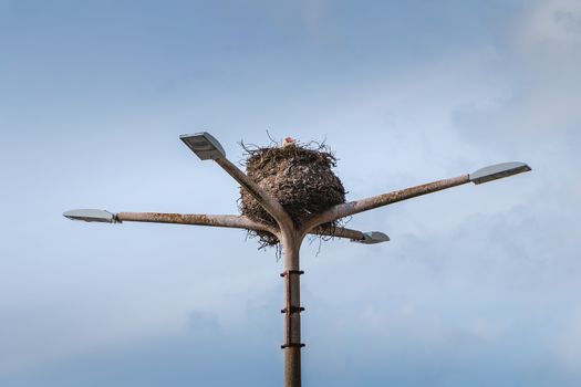 stork's nest on a public lamppost in Portugal