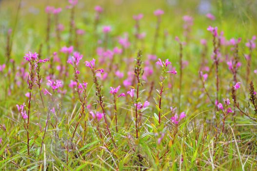 Naga crested flower, purple flower in full bloom, in bright sunlight and blurred background, Phu Soi Dao National Park, Thailand.