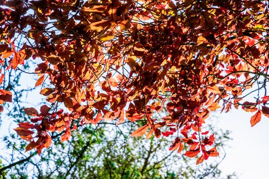 Beech tree with leaves in autumn colors UK