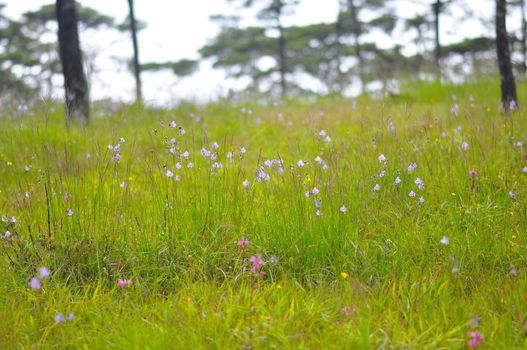 Crested Naga flowers, sweet purple flowers blossoming in full bloom, Phu Soi Dao national park, Thailand.