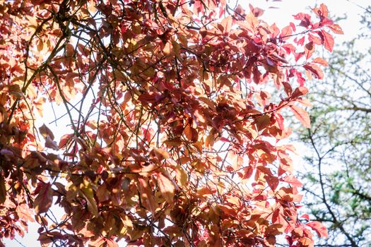 Beech tree with leaves in autumn colors UK