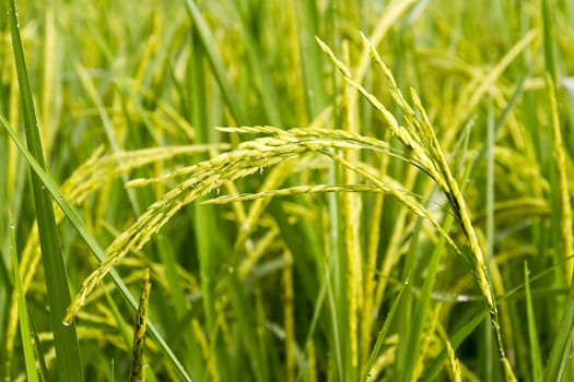 close up of rice paddy.