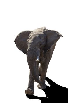 African bush elephant walking isolated in white background in Kruger National park, South Africa ; Specie Loxodonta africana family of Elephantidae