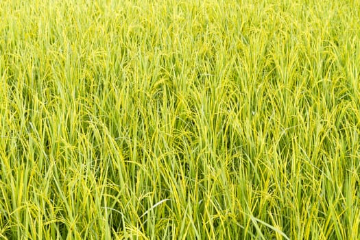 landscape of rice paddy.