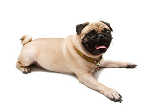 A Pug Dog on white background.