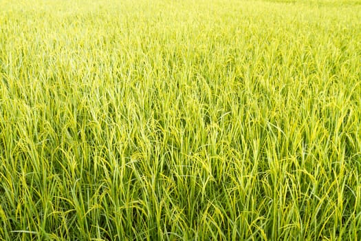 landscape of rice paddy.