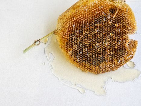 honeycomb with honey.