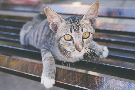 Little kitten lying on a chair.