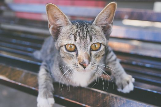 Little kitten lying on a chair.