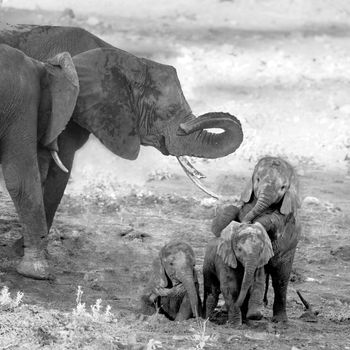 Three cute calf African bush elephants playing in Kruger National park, South Africa ; Specie Loxodonta africana family of Elephantidae