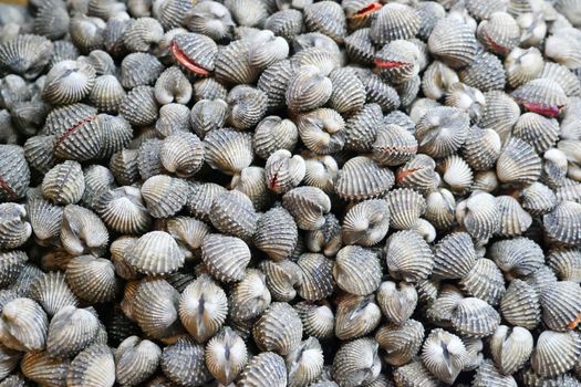 fresh cockles for sale at a market, selective focus.