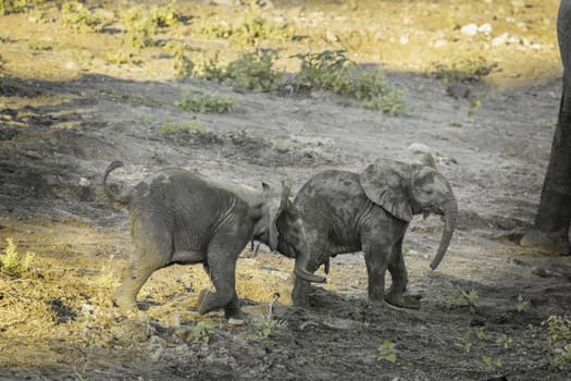 Two cute African bush elephants calf playing in Kruger National park, South Africa ; Specie Loxodonta africana family of Elephantidae