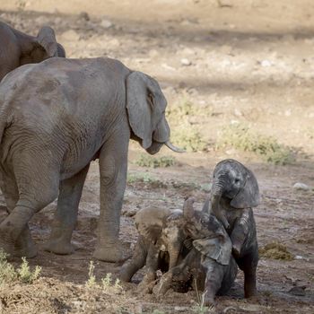 Three cute calf African bush elephants playing in Kruger National park, South Africa ; Specie Loxodonta africana family of Elephantidae