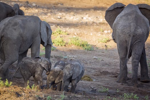 Three cute calf African bush elephants playing in Kruger National park, South Africa ; Specie Loxodonta africana family of Elephantidae