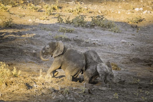 Two cute African bush elephants calf playing in Kruger National park, South Africa ; Specie Loxodonta africana family of Elephantidae