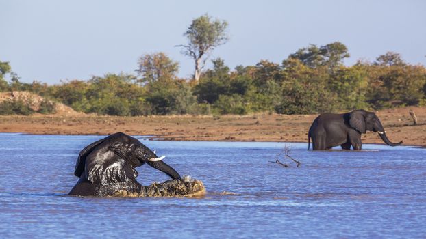 African bush elephant bathing and playing in lake in Kruger National park, South Africa ; Specie Loxodonta africana family of Elephantidae