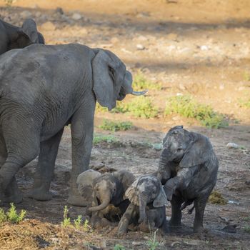 Three cute calf African bush elephants playing in Kruger National park, South Africa ; Specie Loxodonta africana family of Elephantidae