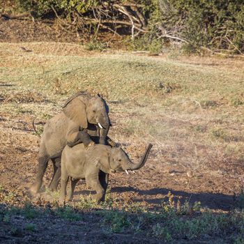 Two young African bush elephants playing mating in Kruger National park, South Africa ; Specie Loxodonta africana family of Elephantidae