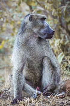 Chacma baboon male full frame in Kruger National park, South Africa ; Specie Papio ursinus family of Cercopithecidae