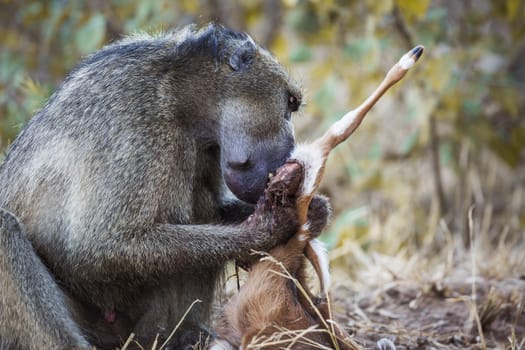 Chacma baboon male scavenging a baby antelope in Kruger National park, South Africa ; Specie Papio ursinus family of Cercopithecidae