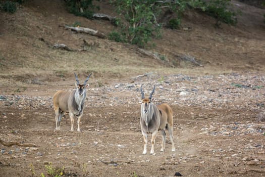 Two Common elands male walking on riverbank in Kruger National park, South Africa ; Specie Taurotragus oryx family of Bovidae