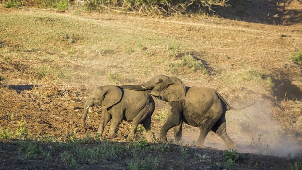 Two young African bush elephants playing mating in Kruger National park, South Africa ; Specie Loxodonta africana family of Elephantidae