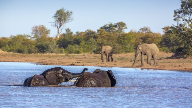 Two African bush elephants bathing and playing in lake in Kruger National park, South Africa ; Specie Loxodonta africana family of Elephantidae