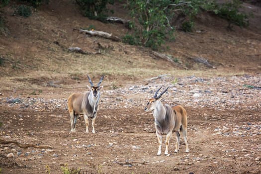 Two Common elands male walking on riverbank in Kruger National park, South Africa ; Specie Taurotragus oryx family of Bovidae