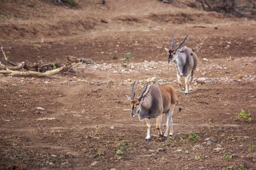 Two Common elands male walking on riverbank in Kruger National park, South Africa ; Specie Taurotragus oryx family of Bovidae