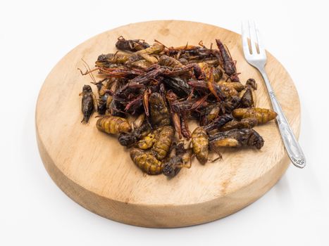 Fried insects. Protein rich food.