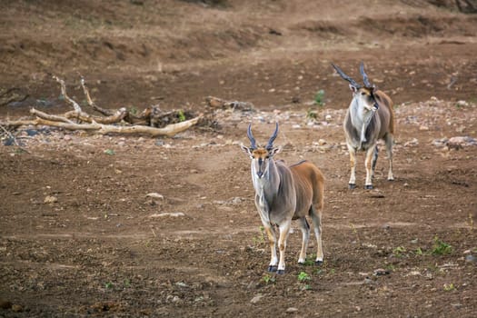 Two Common elands male walking on riverbank in Kruger National park, South Africa ; Specie Taurotragus oryx family of Bovidae