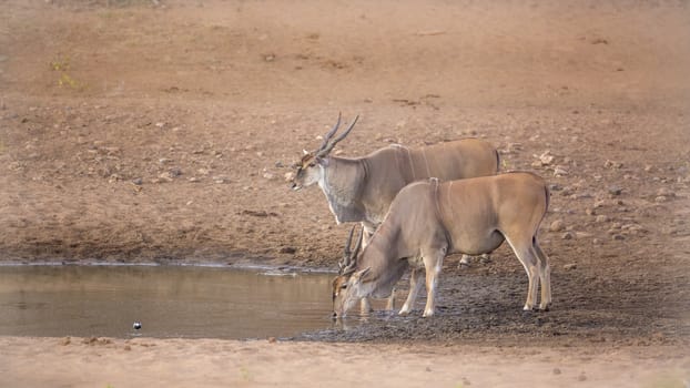 Two Common elands drinking in waterhole in Kruger National park, South Africa ; Specie Taurotragus oryx family of Bovidae