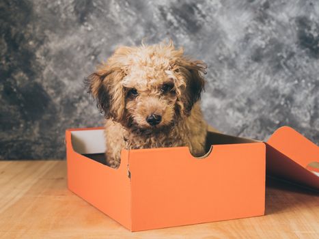 Small  poodle puppy is in a gift box on  grunge background.