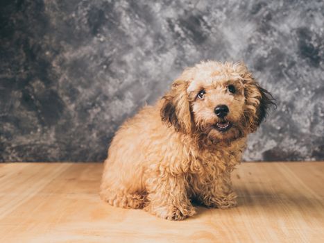 Small  poodle puppy on  grunge background.