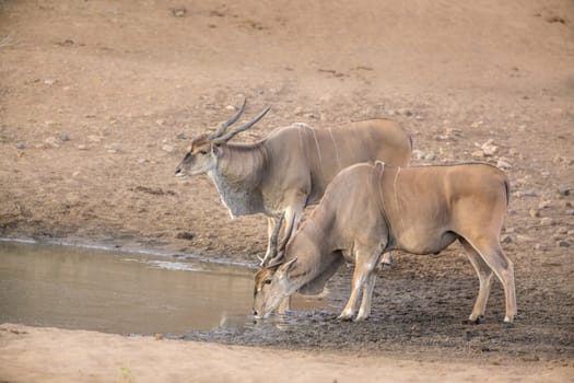 Two Common elands drinking in waterhole in Kruger National park, South Africa ; Specie Taurotragus oryx family of Bovidae