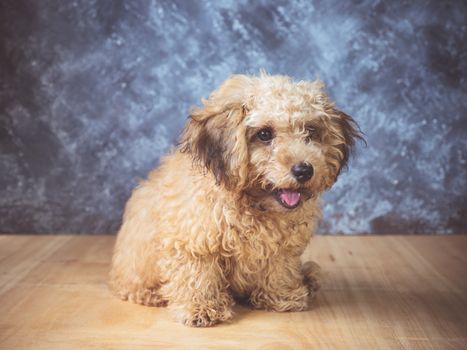 Small  poodle puppy on  grunge background.