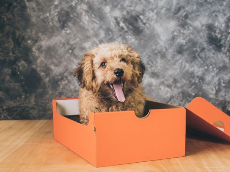 Small  poodle puppy is in a gift box on  grunge background.