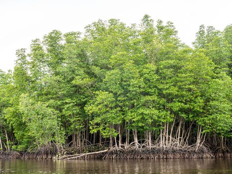 Mangrove forest prevents coastline corrosion in Thailand.