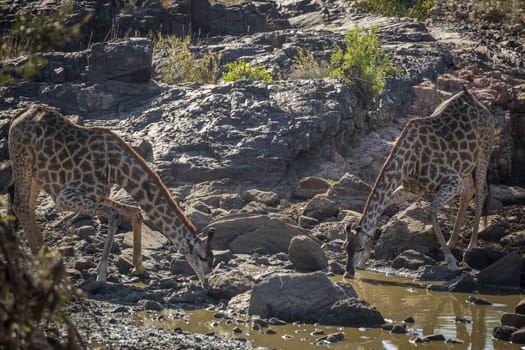 Two Giraffes drinking in waterhole in Kruger National park, South Africa ; Specie Giraffa camelopardalis family of Giraffidae