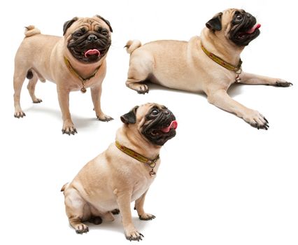 A Pug Dog on white background.