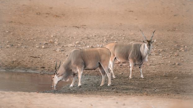 Two Common elands drinking in waterhole in Kruger National park, South Africa ; Specie Taurotragus oryx family of Bovidae