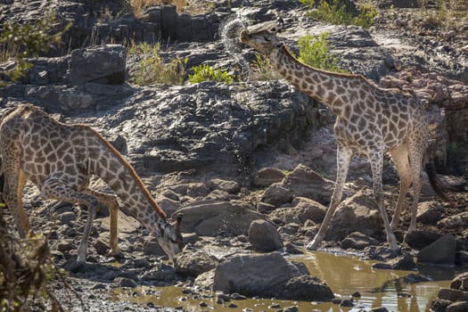 Two Giraffes drinking in waterhole in Kruger National park, South Africa ; Specie Giraffa camelopardalis family of Giraffidae
