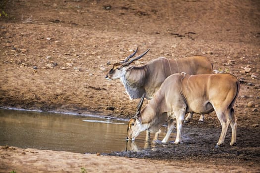 Two Common elands drinking in waterhole in Kruger National park, South Africa ; Specie Taurotragus oryx family of Bovidae