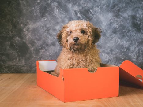 Small  poodle puppy is in a gift box on  grunge background.