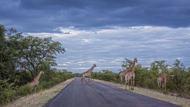 Group of Giraffes crossing safari road in Kruger National park, South Africa ; Specie Giraffa camelopardalis family of Giraffidae