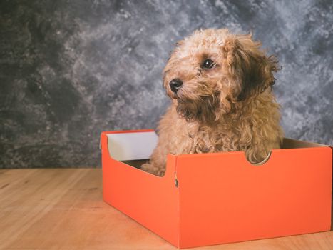 Small  poodle puppy is in a gift box on  grunge background.