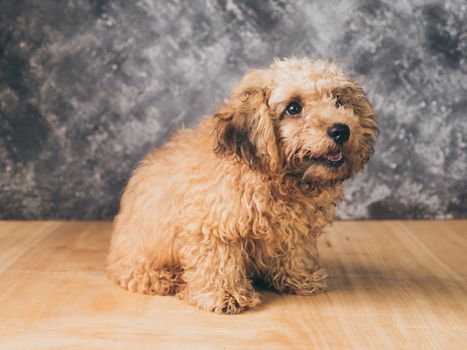 Small  poodle puppy on  grunge background.