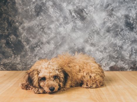 Small  poodle puppy on  grunge background.