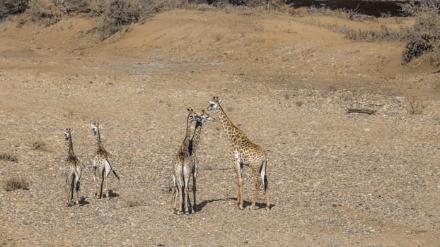 Small group of Giraffes in dry riverbed in Kruger National park, South Africa ; Specie Giraffa camelopardalis family of Giraffidae