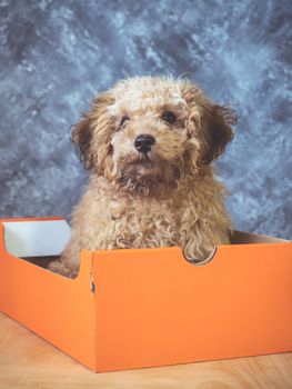 Small  poodle puppy is in a gift box on  grunge background.